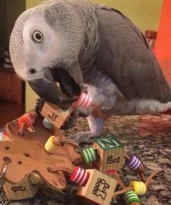 Timneh African Grey Parrot For Sale