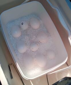 Harlequin Macaw Parrot Eggs