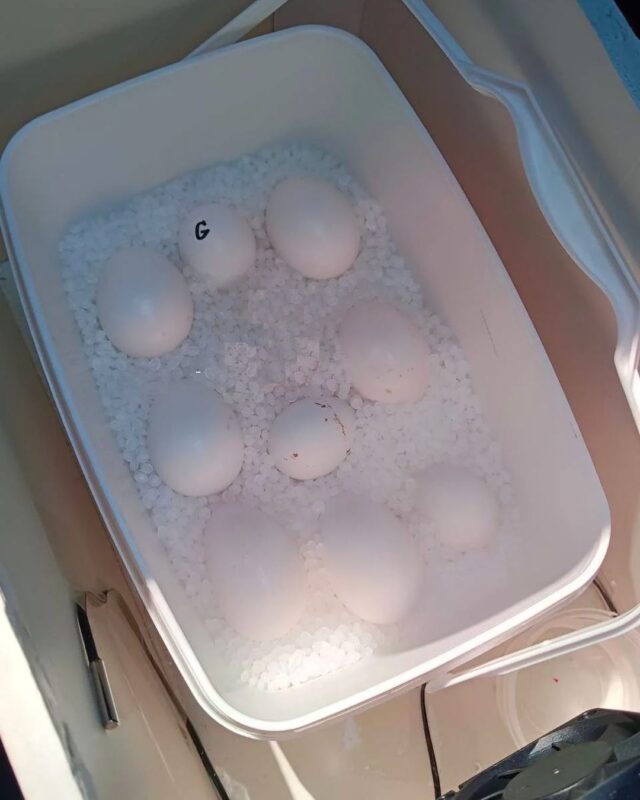 Umbrella Cockatoo Parrot Eggs