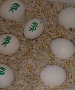 Eclectus Parrot Eggs