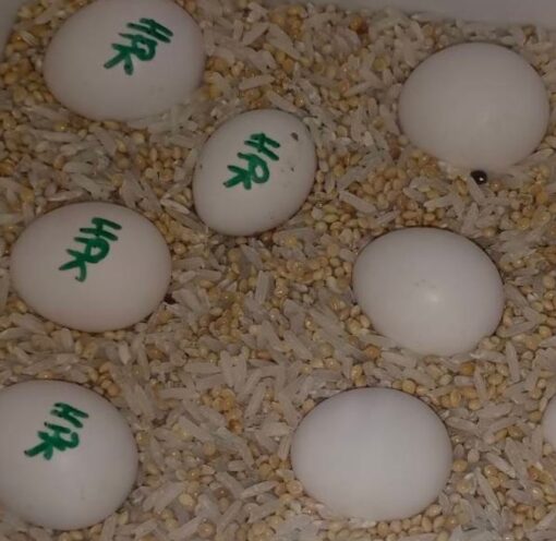 Eclectus Parrot Eggs