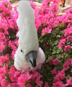 Umbrella Cockatoo Parrot For Sale