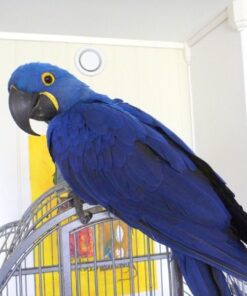 Hyacinth Macaw Parrot For Sale