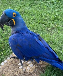 Hyacinth Macaw Parrot For Sale