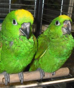 Yellow Crowned Amazon Parrot For Sale