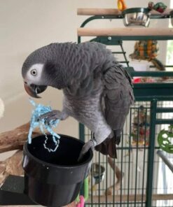 Timneh African Grey Parrot for Sale