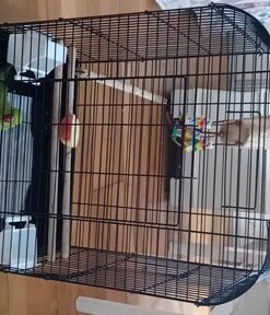 ringneck Birds Rehome