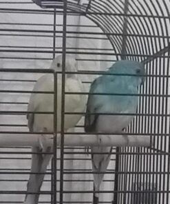 ringneck Birds Rehome