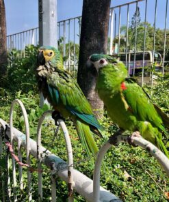 Baby Red Bellied Macaw Parrots For Sale