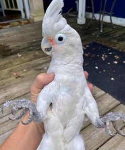 Goffin’s cockatoos (Tanimbar corella)