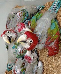 Baby Green-Winged Macaw Parrots For Sale