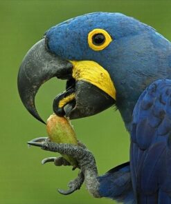 Hyacinth Macaw Parrot For Sale