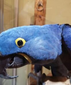 Hyacinth Macaw Parrot For Sale