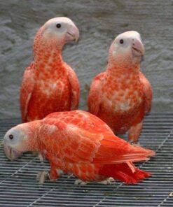 Red Factor African Grey Parrots For Sale