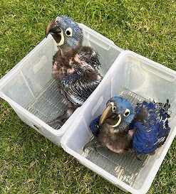 Baby Hyacinth Macaw Parrots For Sale