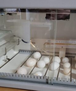 Carnaby’s black cockatoo parrot eggs