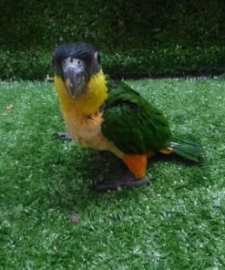 Black Headed Caique Parrots For Sale