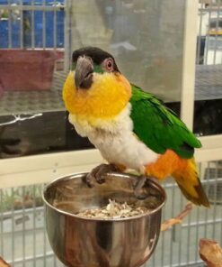 Black headed Caique Parrots Sale