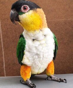 Black headed Caique Parrots Sale