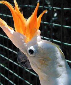 Citron crested Cockatoo Parrots For Sale