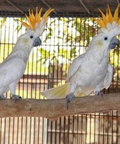 Citron crested Cockatoo Parrots For Sale