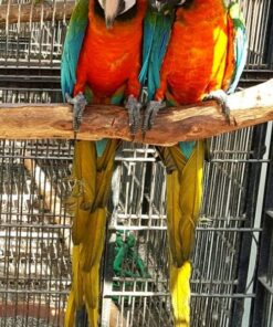 Harlequin Macaw Parrots For Sale