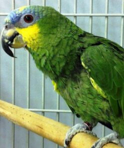 Orange Winged Amazon Parrot For Sale