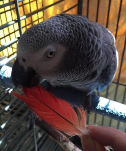 Timneh African Grey Parrot for Sale