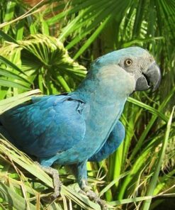 Spix’s Macaw Parrots For Sale