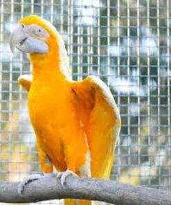 Baby Mutation Buffon Macaw Parrots For Sale