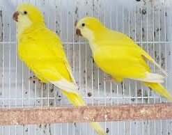 Yellow Quaker parrots