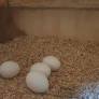 White cockatoo parrot eggs