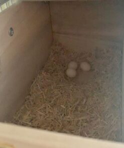 Catalina Macaw Parrot Eggs