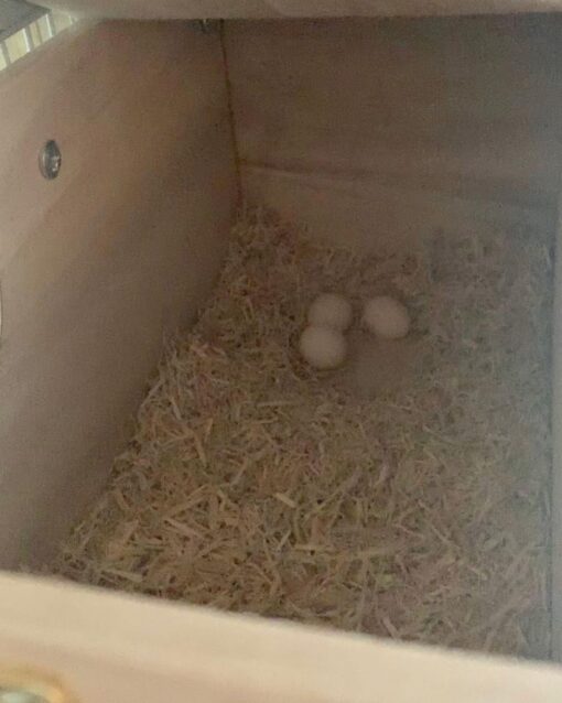 Catalina Macaw Parrot Eggs