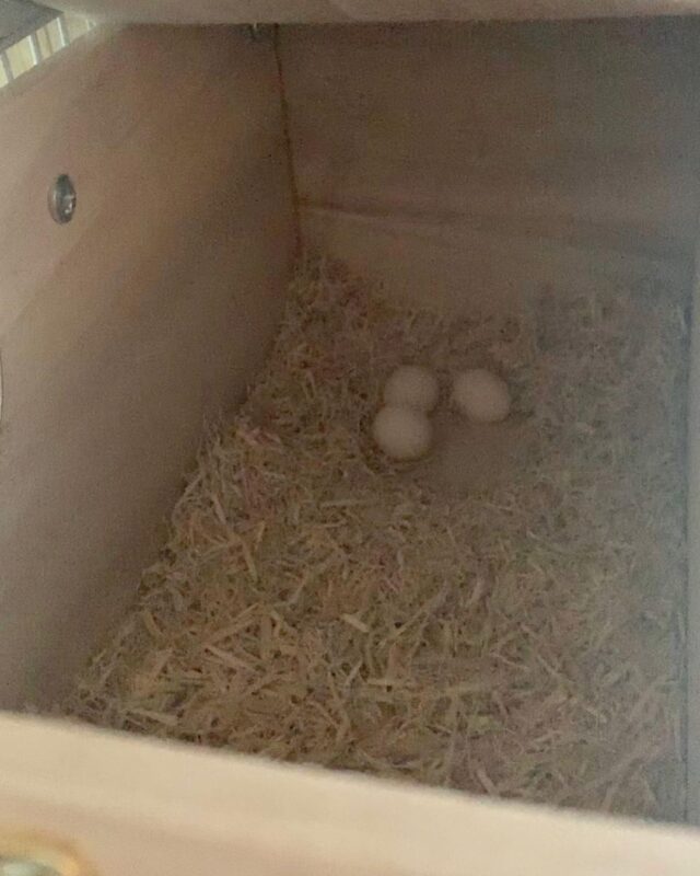 Moluccan Cockatoo Parrot Eggs