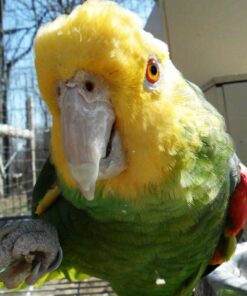 Double Yellow Head Amazon Parrot For Sale