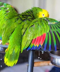 Double Yellow Head Amazon Parrot For Sale