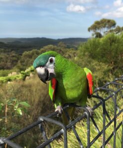 Hahn’s Macaw Parrots For Sale