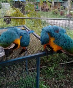 Baby Blue And Gold Macaw Parrots For Sale