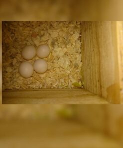 Yellow Crowned Amazon Eggs