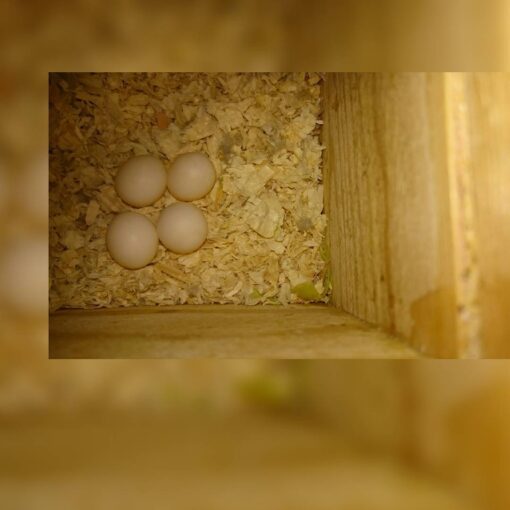 Yellow Crowned Amazon Eggs