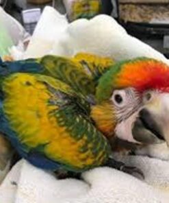 Baby Catalina Macaw Parrots For Sale