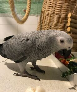 Timneh African Grey Parrot For Sale