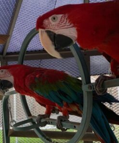 Green Winged Macaw Parrots For Sale