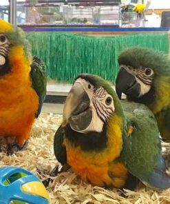 Baby Catalina Macaw Parrots For Sale