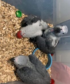 Baby Congo African Grey Parrots For Sale