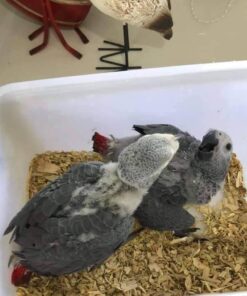 Baby Congo African Grey Parrots For Sale