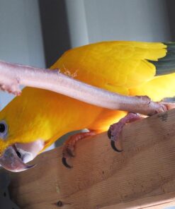 Golden Conure Birds For Sale