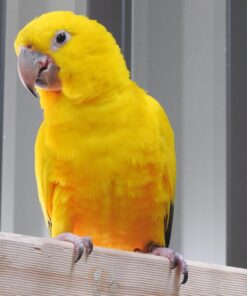 Golden Conure Birds For Sale