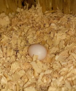 Hyacinth Macaw Parrot Eggs